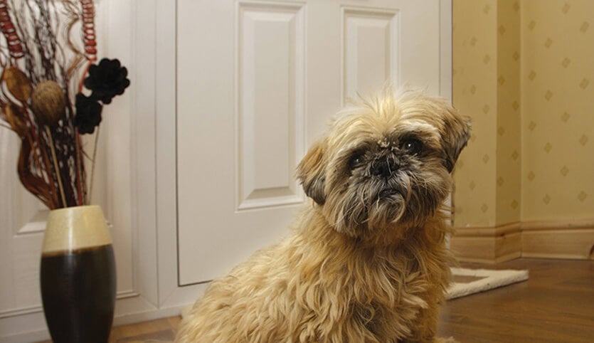 Dog in front of a white composite door