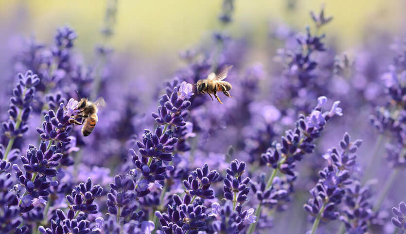 Bees harvesting pollen from flowers.