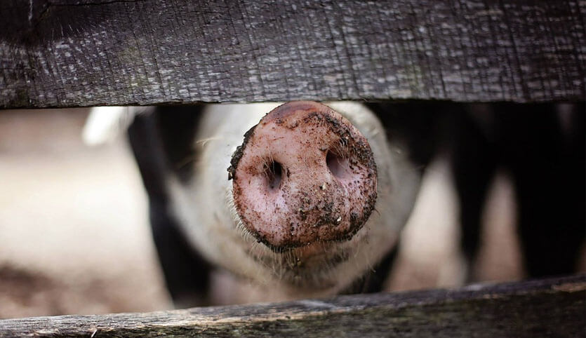 A pig's nose poking out from a fence.