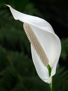 White flower plant.