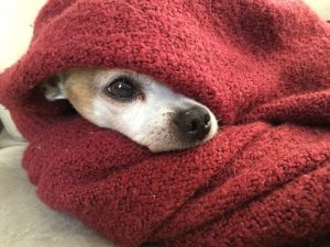 Dog in a cold house wrapped in red blanket.
