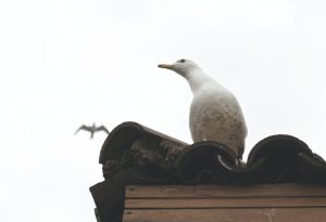 Bird perching on roof.